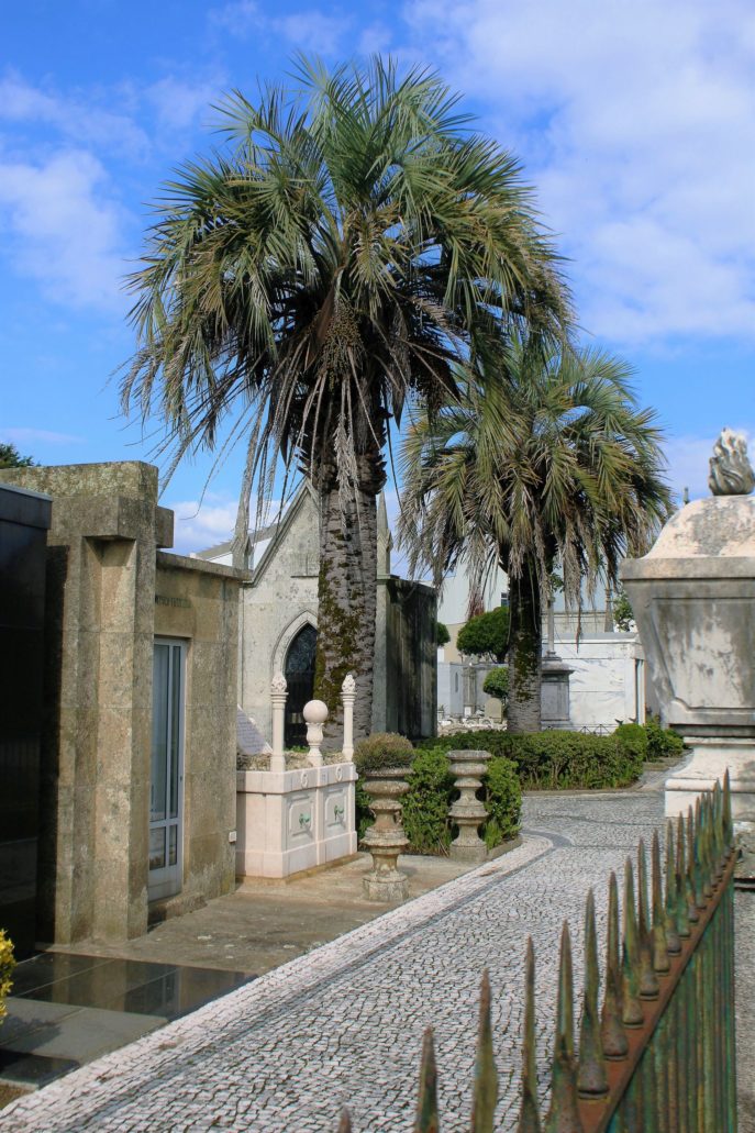 Porto. Cemitério de Agramonte. W wielu miejscach cmentarza rosną dorodne palmy. Fot. Jerzy S. Majewski